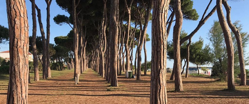 Hotel Costa Verde Pineto Dış mekan fotoğraf